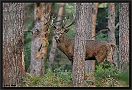 Edelhert, Red Deer, Cervus elaphus Location: Germany edelhert 7D 2150 kopie